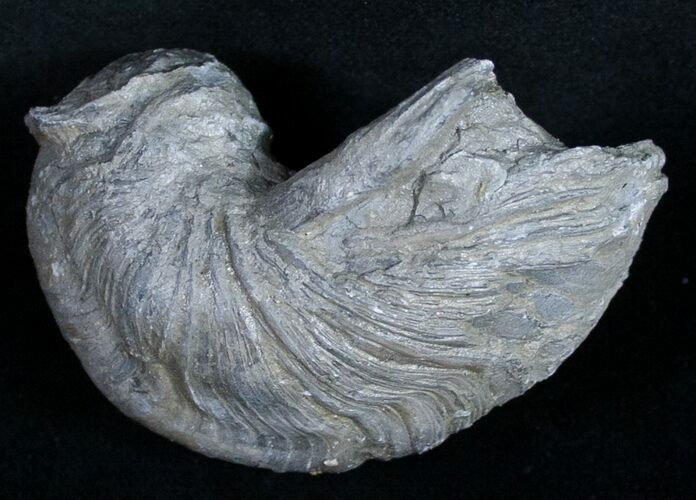 Gryphaea (Devil's Toenail) Fossil Oyster - Jurassic #9905